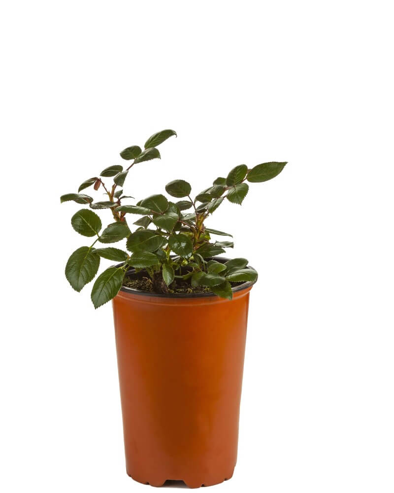 Red climber rose discrete fragrance Kisses of Fire Buy Roses